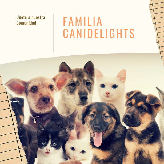 Comunidad Canidelights