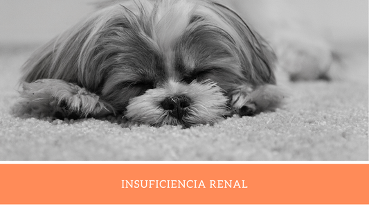 ¿Problemas Renales en tu perro?