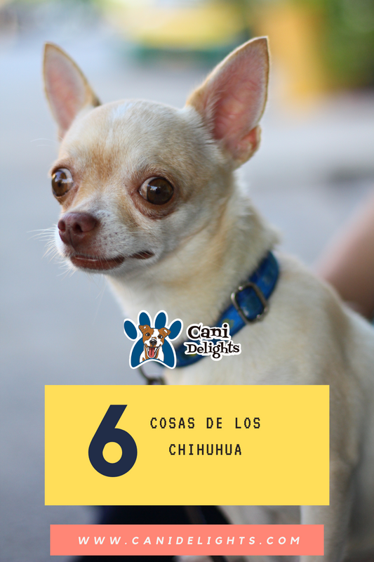Datos sobre la raza Chihuhua