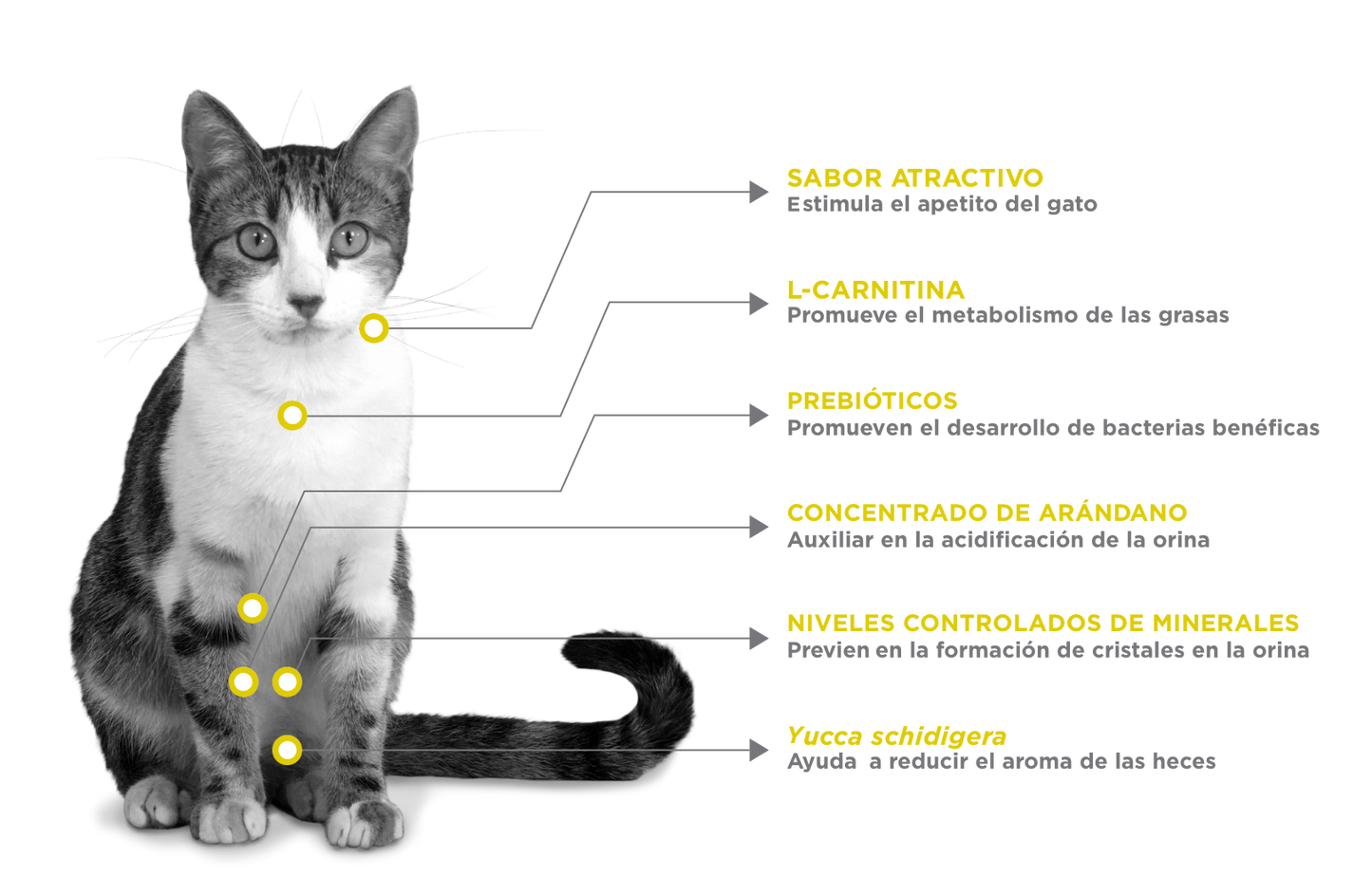 Nupec Urinary Managament Felino