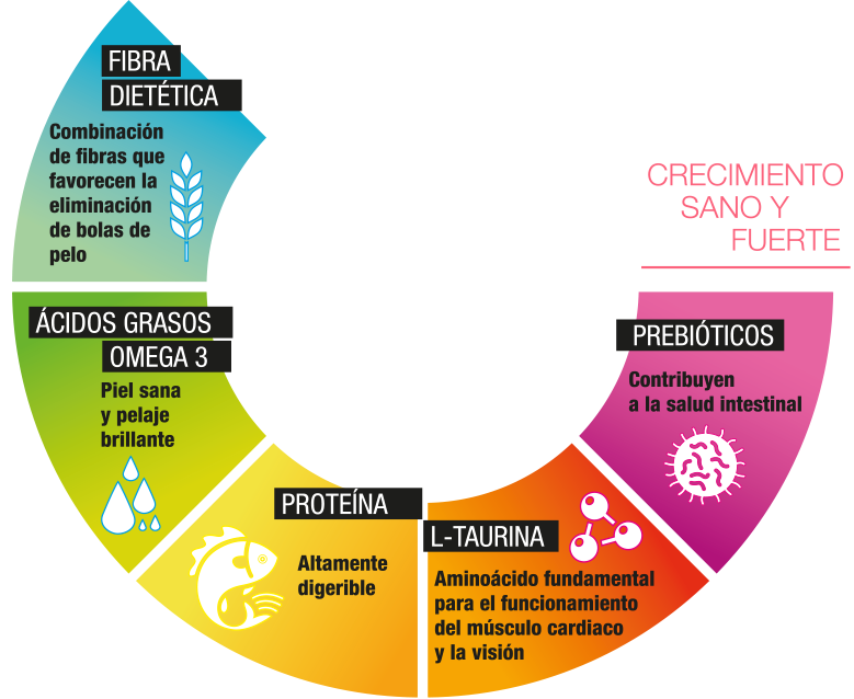 Perfect Sense Kitten