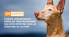 Proplan Veterinaria OM canino - Cani Delights