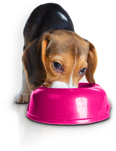 Eukanuba Puppy Small Breed