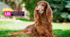Proplan Veterinaria UR canino - Cani Delights