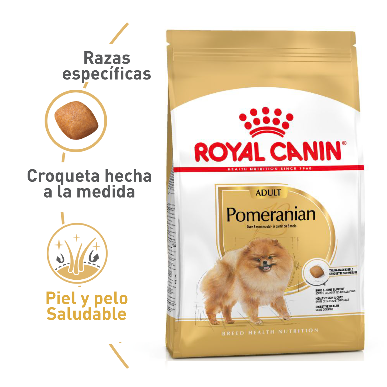 Pomeranian Adult