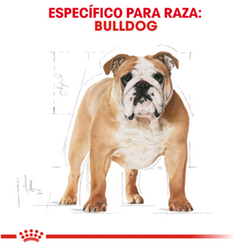 Royal Canin Bulldog Ingles Adulto - Cani Delights