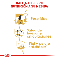 Royal Canin Labrador Adulto - Cani Delights