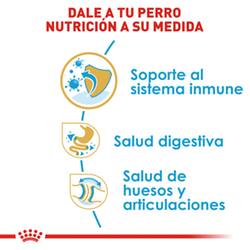 Royal Canin Bulldog Inglés Puppy - Cani Delights