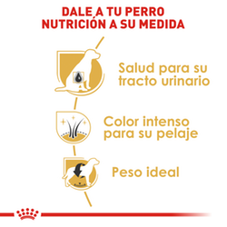 Royal Canin Mini Schanuzer Adulto - Cani Delights