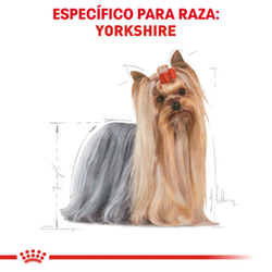 Royal Canin Yorkshire Adulto - Cani Delights