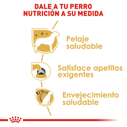 Royal Canin Yorkshire Adulto - Cani Delights