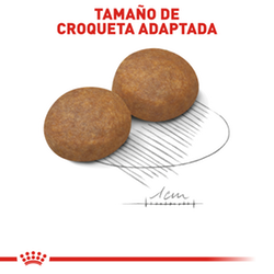 Royal Canin Medium Adulto - Cani Delights