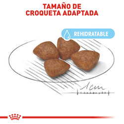 Royal Canin Small Starter Mother & Baby - Cani Delights