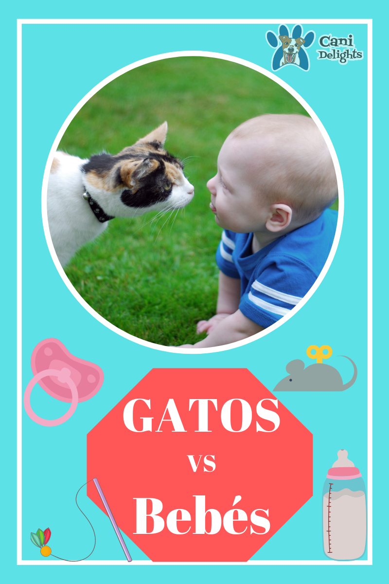 Bebés VS Gatos
