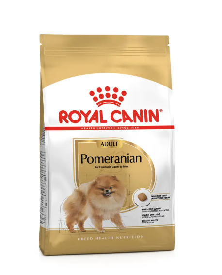 Pomeranian Adulto