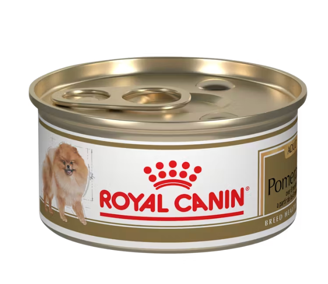 Pomeranian Adulto