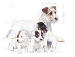 Royal Canin Baby Dog Milk - Cani Delights