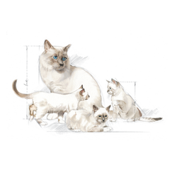 Royal Canin BabyCat Milk - Cani Delights