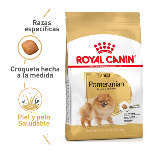 Pomeranian Adult