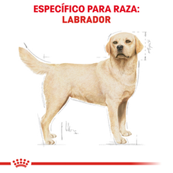 Royal Canin Labrador Adulto - Cani Delights