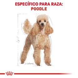 Royal Canin Poodle Adulto - Cani Delights