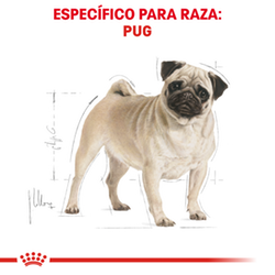 Royal Canin Pug Adulto - Cani Delights