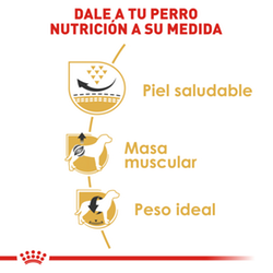 Royal Canin Pug Adulto - Cani Delights